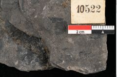 Foto (Detailansicht) von Laccopteris muensteri Schenk (NHMW-GEO-2024-0188-10522)